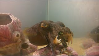 Two cuttlefish One crab [upl. by Walters]