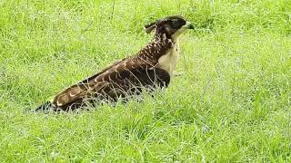 Crested Honey Buzzard younger fledgling Day 23 checks out plastic Part 6 [upl. by Olecram373]