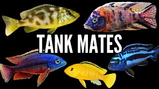 Top 5 Tank Mates for African Cichlids [upl. by Hiasi]