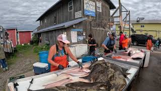 Watch This Ladys Fish Filleting Skills in Action This Lady Is A Fish Cleaning Machine Part 2 [upl. by Arevle]