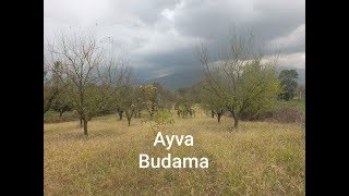 2 yaşında ayva fidanı budama  ayva budama ayva fidani bakımı  meyve verimi icin budama sekilleri [upl. by Godart84]