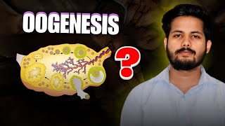 OOGENESIS  REPRODUCTION CLASS 12  NEET  KINGDOM OF BIOLOGY [upl. by Aillimac]