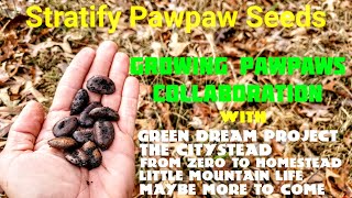 Growing Pawpaws From Seed Collaboration amp Stratifying Pawpaw Seeds [upl. by Kassity]