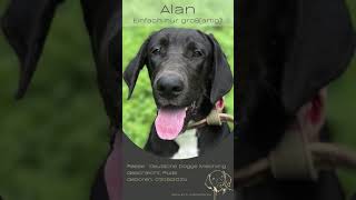 Alan – Einfach nur großartigSept24 greatdane [upl. by Norma882]