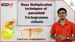 Mass Multiplication Technique of Parasitoids  Trichogramma chilonis amp Corcyra cephalonica [upl. by Sivahc]