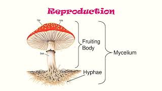 Fungi  Mycelium Hyphae and its types [upl. by Yewed]