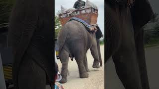 Elephant so strongershortvideoshortsfeedshortsviralshortsviralvideoviralshortelephantanimals [upl. by Eugene]