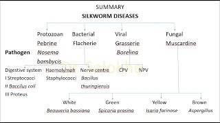 Silkworm Diseases [upl. by Lesoj]