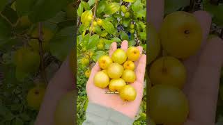 Jujube fruit atau buah jujuba [upl. by Schmitz]