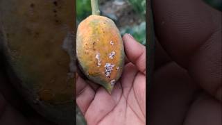 Papaya papaya gardening homegarden ytshort yt ytshorts santrampaljimaharaj subscribe garden [upl. by Otilopih]