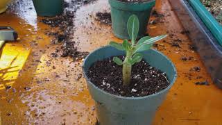 Replanting 2 Month Old Desert Rose Seedlings [upl. by Naujad]