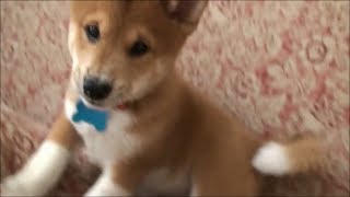 Shiba Inu Puppy Playing  10 Weeks [upl. by Bobina937]