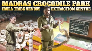 Snake Venom Extraction at Crocodile Bank  Madras Crocodile Park  Sandy Vlogs [upl. by Ursala]