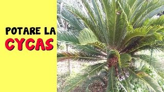 POTARE LA CYCAS [upl. by Eener]