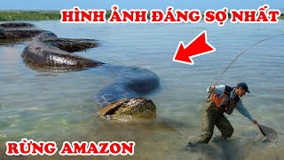 7 Phát Hiện Kinh Dị Trong Rừng Amazon Khiến Nhà Khoa Học Bị Sốc [upl. by Justis]