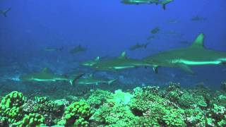 Tuamotus Fakarava diving Sharks Wall [upl. by Noirod]