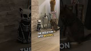 Cats Warm Up to Halloween Skeleton Statue 🎃 💀 [upl. by Chaddie]