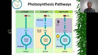 Plants and Photosynthesis by Bonolo Mokoatsi [upl. by Niwrad573]