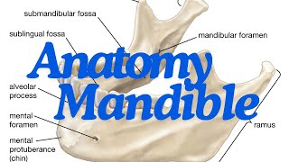 Complete anatomy of the mandible EASIER THAN EXPECTED [upl. by Atlanta]