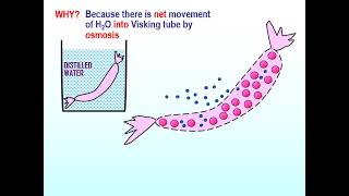 Diffusion Osmosis Active Transport Review [upl. by Naenej]