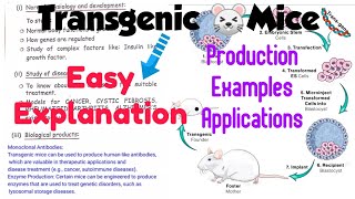 Transgenic mice🐭 Production Examples Applications Animal biotechnologynotes 🤩 [upl. by Erlewine150]