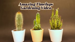 Cactus Time Lapse Compilation  Amazing video  plants Growing timelaps [upl. by Iolenta]