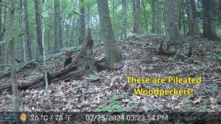 Our Backyard Animals Trail Camera Videos  Cute Raccoon Family Pileated Woodpeckers and coyotes [upl. by Benita]