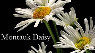 Montauk Daisy  Timelapse with Music [upl. by Alisander]