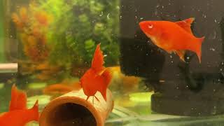 Xiphophorus helleri ”vienna broccoli” Swordtails Swordtailfish [upl. by Saisoj551]