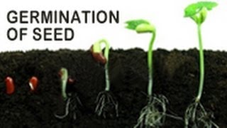 Germination of Seed [upl. by Ecyt]