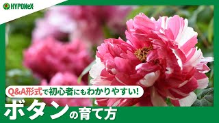 ☘43ボタンの育て方｜季節ごとの管理、わき芽かきや剪定、肥料の与え方などご紹介｜【PlantiaQampA】植物の情報、育て方をQampA形式でご紹介 [upl. by Rea468]