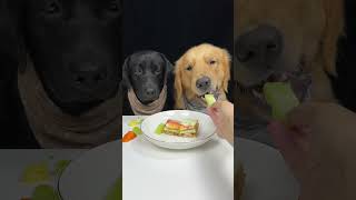 Today We Eat Sandwiches Labrador and Golden The Daily Life Of a Silly Dog Cute Pet Debut Plan [upl. by Nilknarf72]