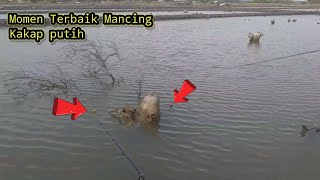 Mancing kakap putih di spot Tambak [upl. by Anaihr]