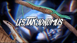 LES TAKYDROMUS  CHRONOSAURUS 5 [upl. by Einalem]