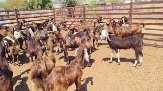 ₹10000 Sirohi goat How to start goat farming  Indias largest goat farm 9785107903 [upl. by Brenton]