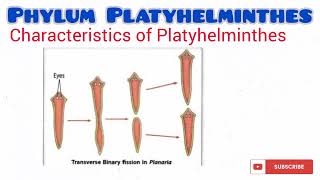 Phylum Platyhelminthes updated [upl. by Enitnelav]