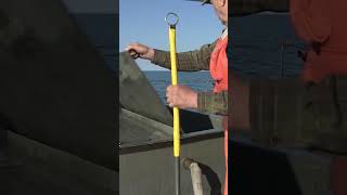 Stocking Trout On Lake Erie [upl. by Socher]