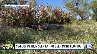 Florida scientists discover a Burmese Python that swallowed a 77 pound deer [upl. by Nalrah]