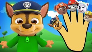 Pocoyo Paw patrol finger family  nursery rhymes  Animation [upl. by Niro382]