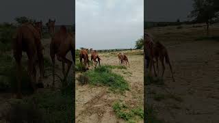 سباقات الهجن الجميلة في صحراء ثار باركار The beautiful camel races in the Thar Parkar Desert [upl. by Dorri647]