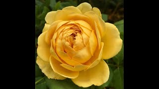 9 YELLOW ROSES IN MY GARDEN  9 rosiers jaunes dans mon jardin  David Austin Meilland McGredy [upl. by Elletsyrc]