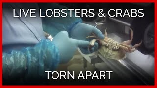 Exposé Live Lobsters Crabs Torn Apart [upl. by Vivyan]