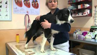 Osteopathie beim Hund [upl. by Any]