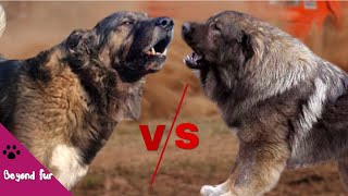 Sarabi vs Caucasian ShepherdFight Comparison [upl. by Nyasuh]