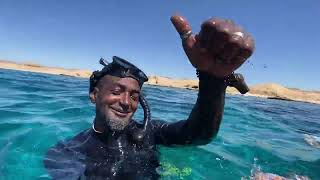 Escursione ISOLA CHE NON C è  SHARM EL SHEIKH  ESCURSIONE IN BARCA A RAS MOHAMMED  EGITTO 🏝️ [upl. by Noneek701]