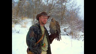 Falconry a different approach to imprint goshawks [upl. by Sopher]