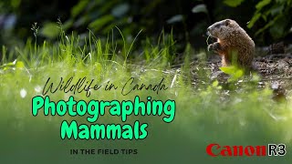 Photographing Small Mammals  Basic Wildlife Photography Fieldcraft Tips  Canadian Wildlife [upl. by Eylsel]