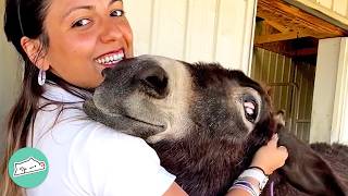 Donkeys Smile And Sing When They See These Owners  Cuddle Buddies [upl. by Sinne]