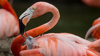 Flamingos Live 🦩 [upl. by Guillema]