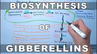 Biosynthesis of Gibberelins [upl. by Nylsor]